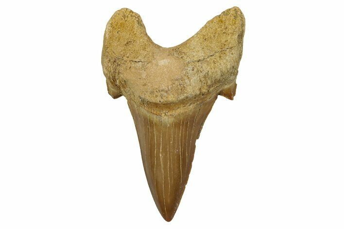 Fossil Shark Tooth (Otodus) - Morocco #353442